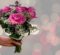 Floristeria en Gotarrendura. Envio Gratis 24 horas 4 envio de flores Tornadizos de Avila